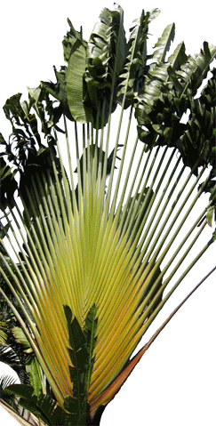 arbre du voyageur / ravenala madagascariensis